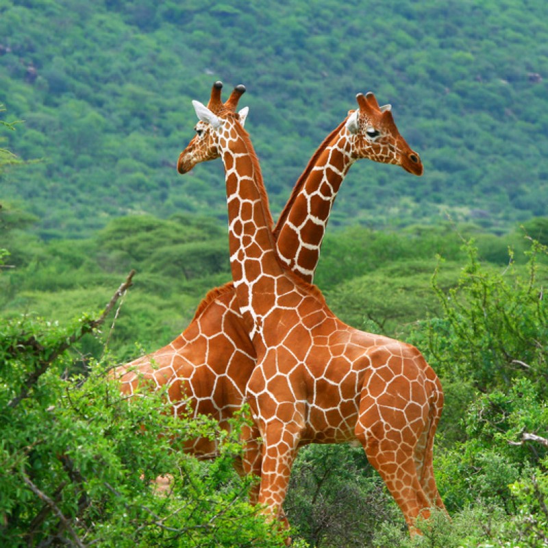Johannesburg, Kruger & Cape Town Johannesburg, Kruger & Cape Town