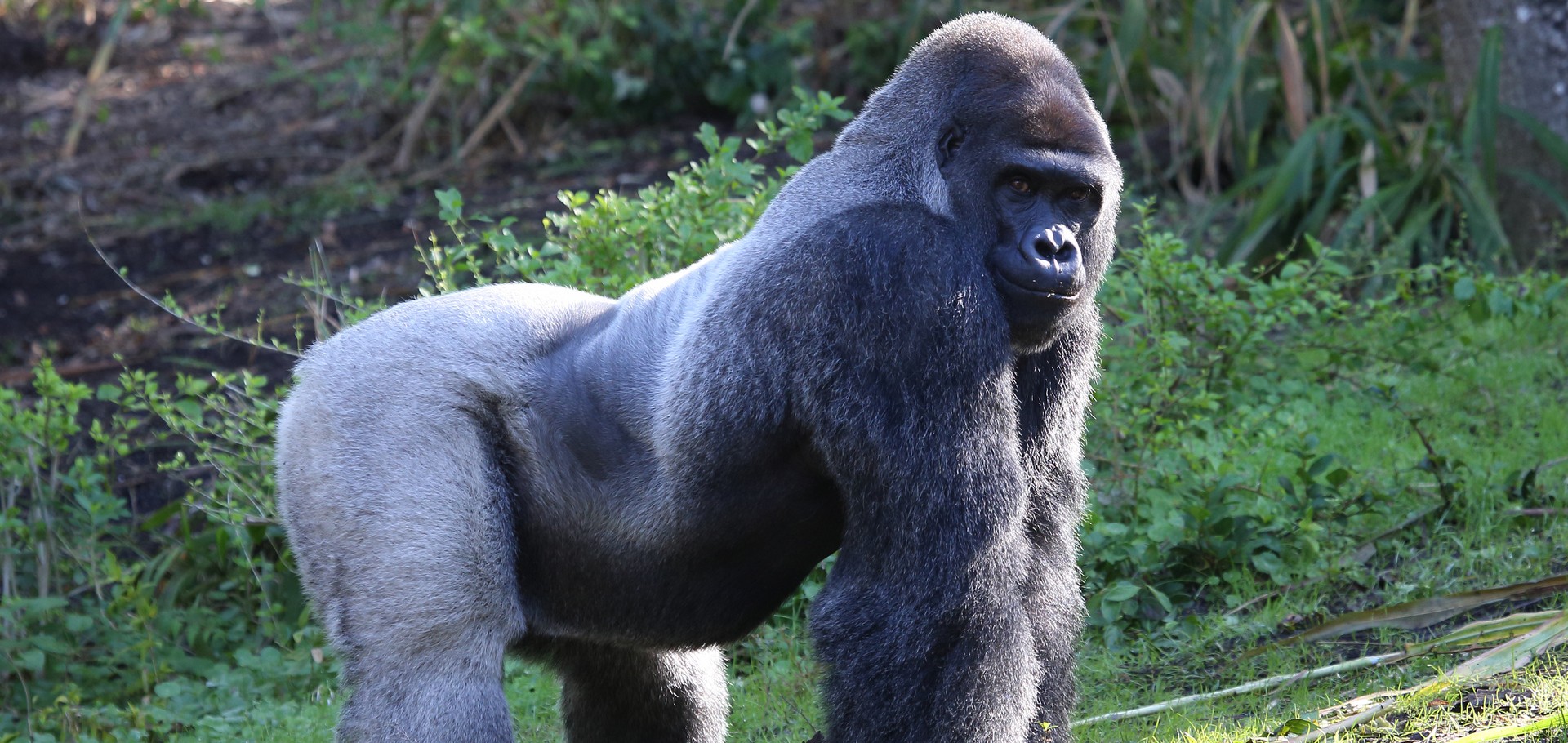 Uganda 