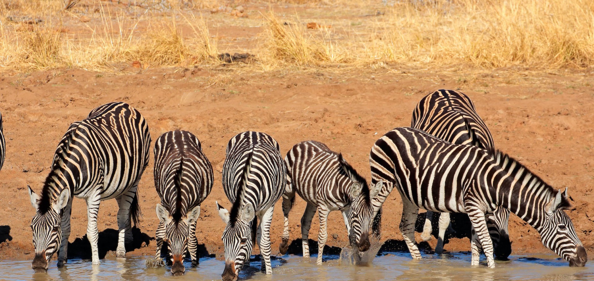              Johannesburg, Mpumalanga, Eswatini, Zululand, Durban, Knysna, Oudtshoorn & Cape Town