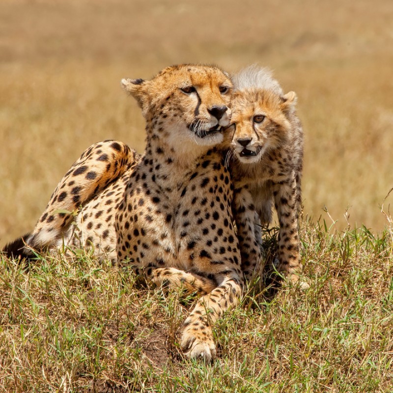 Nairóbi, Sambaru, Aberdares, Lago Nakuru & Maasai Mara