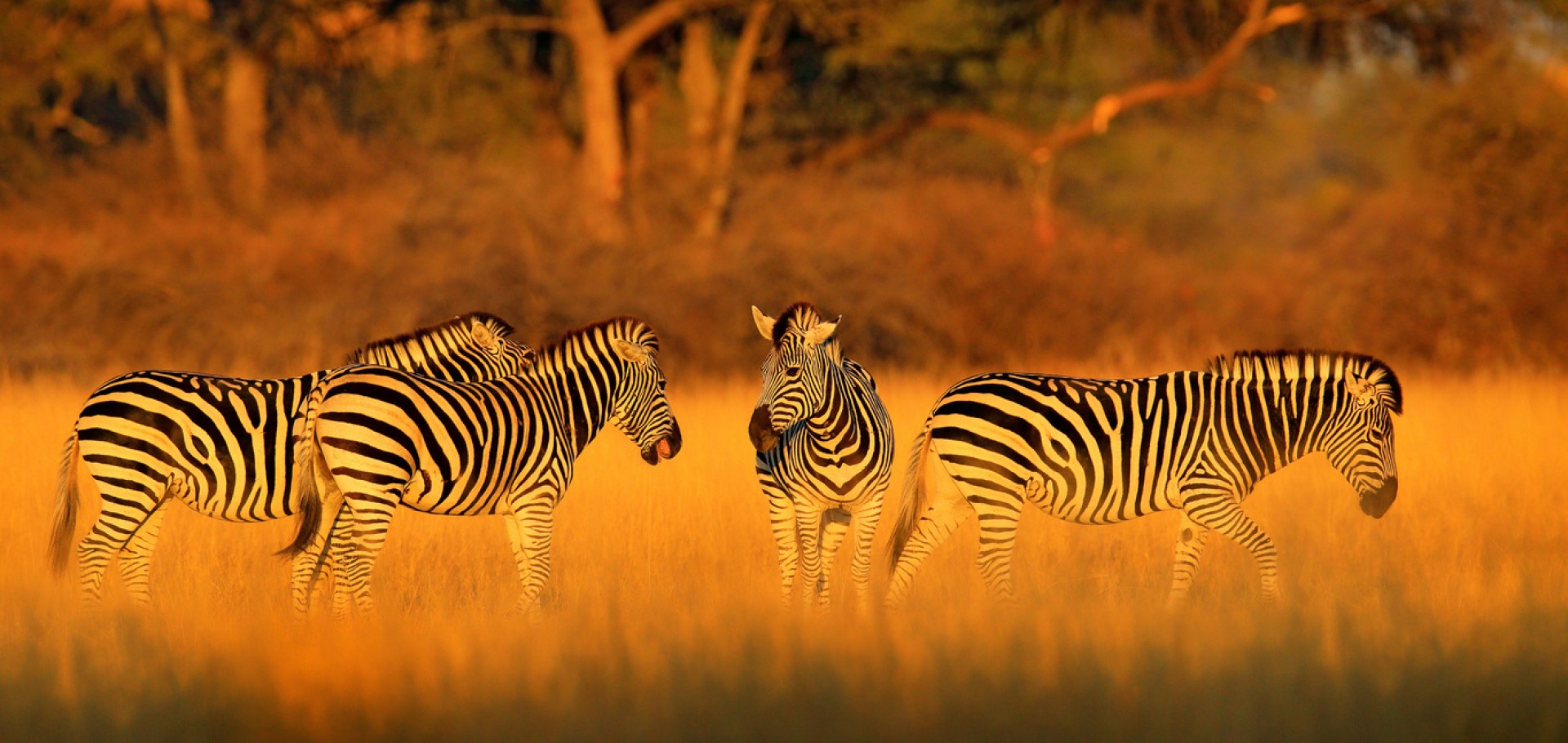 Maun, Reserva de Moremi, Khwai Conservancy, Savuti, Kasane & Victoria Falls