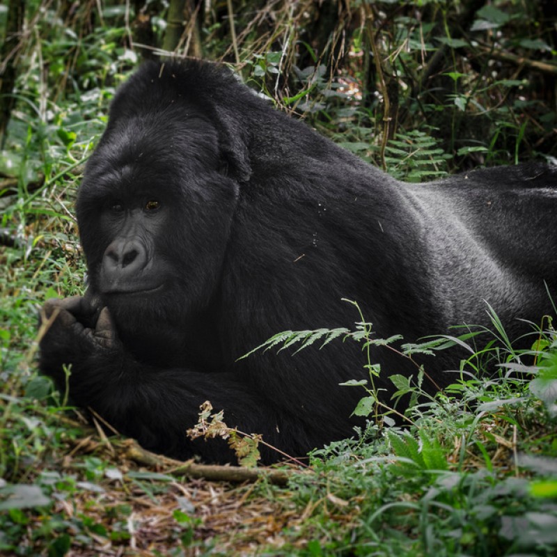 Entebbe, Masindi, Murchison Falls, Hoima, Kibale, Queen Elizabeth, Ishasha, Kisoro, Volcanoes, Akagera & Kigali