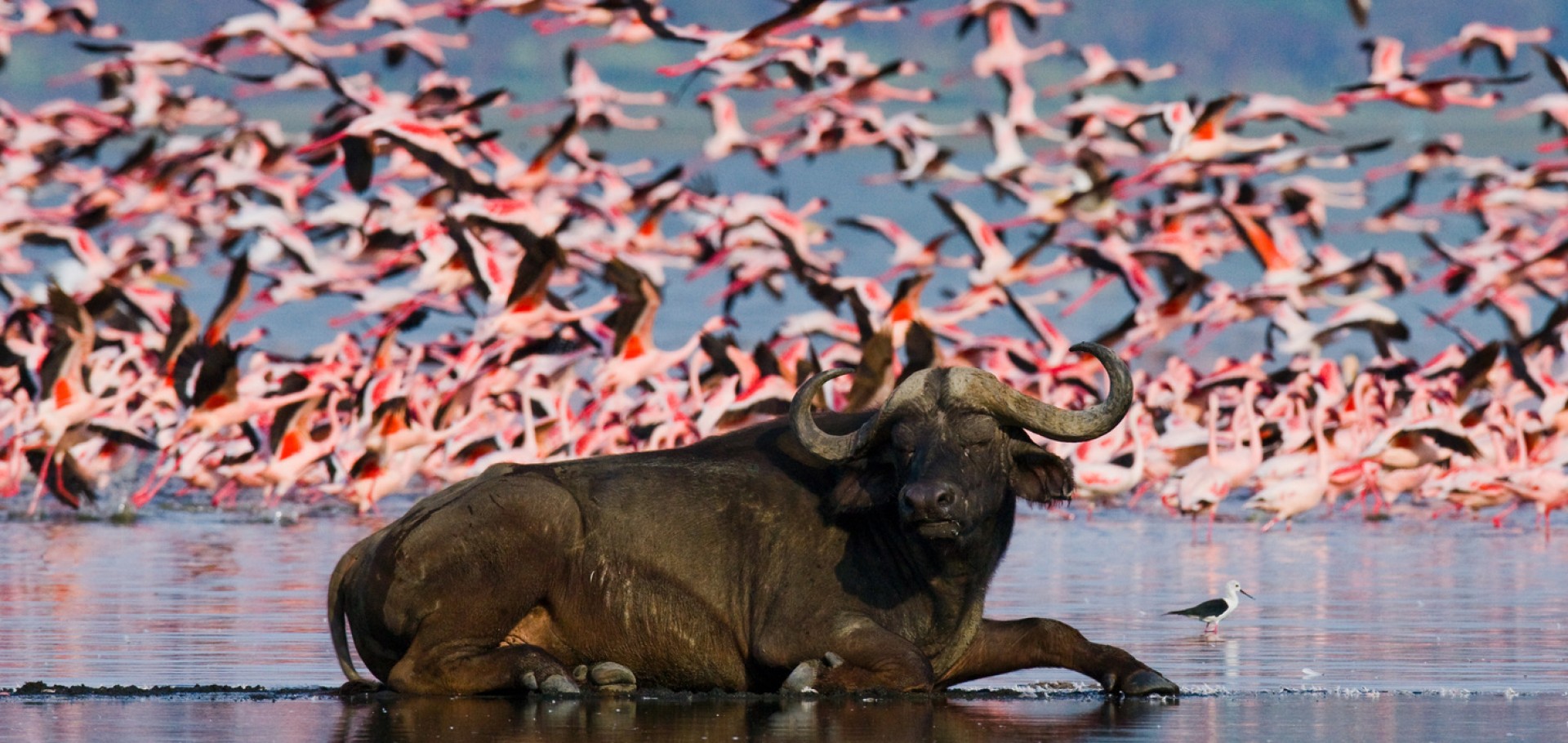 Nairóbi, Sambaru, Aberdares, Lago Nakuru & Maasai Mara