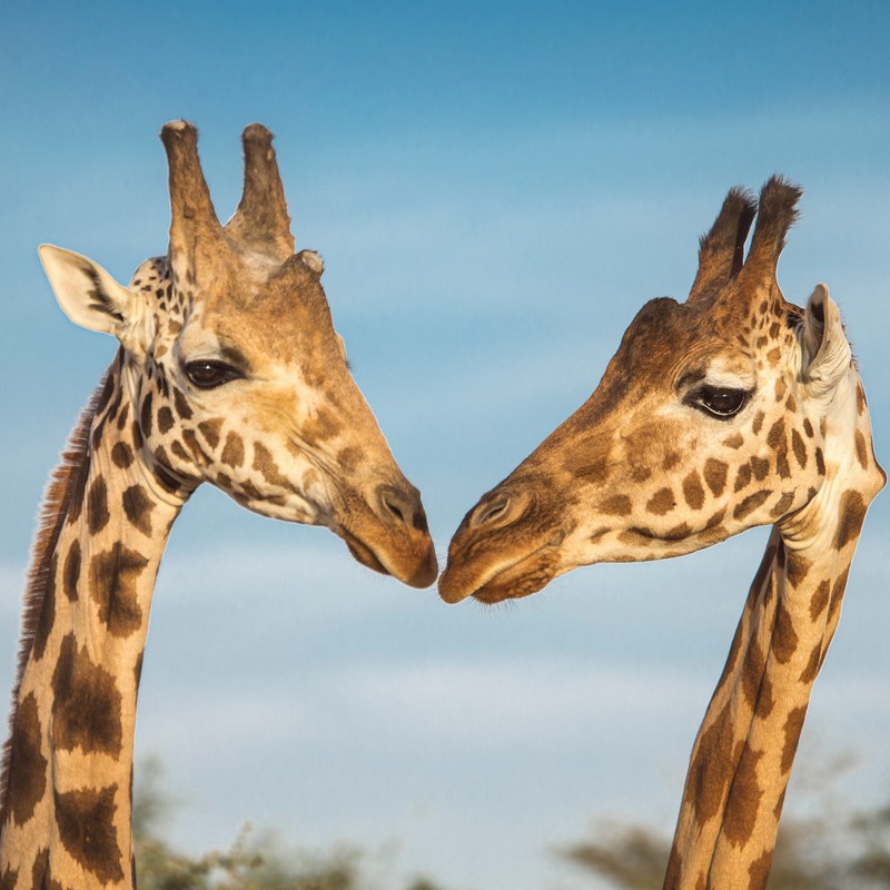 Arusha, Tarangire, Serengeti & Karatu