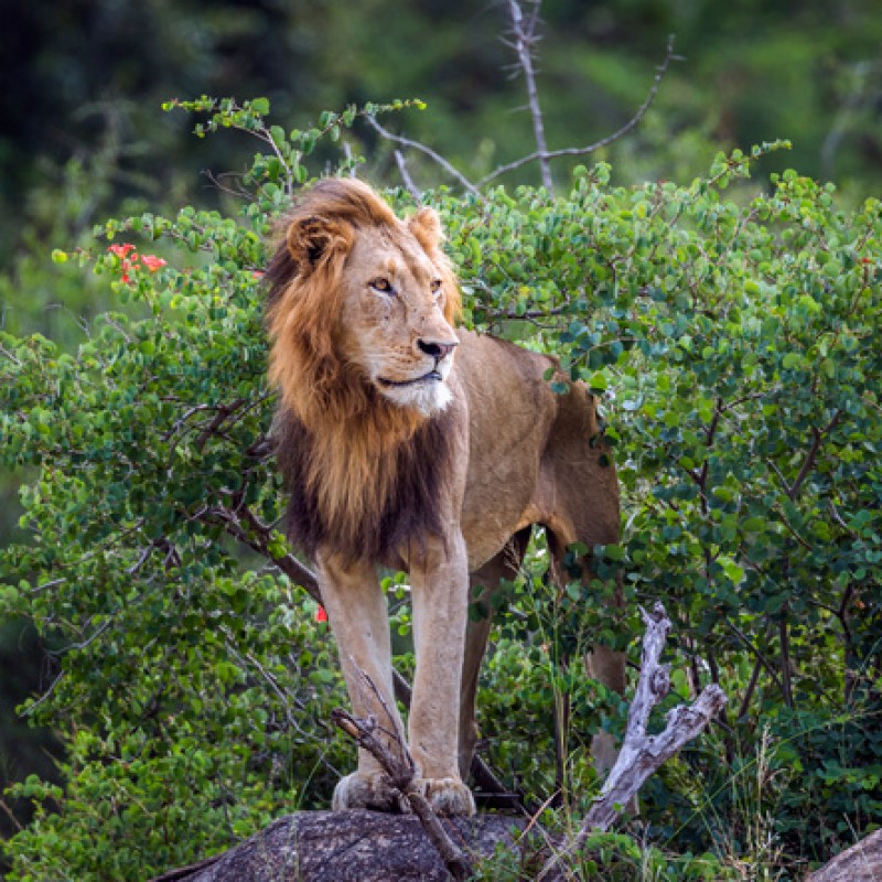 Johannesburg, Mpumalanga, Kruger, Eswatini, Zululand, Tsitsikamma,  Knysna, Oudtshoorn, Hermanus & Cape Town