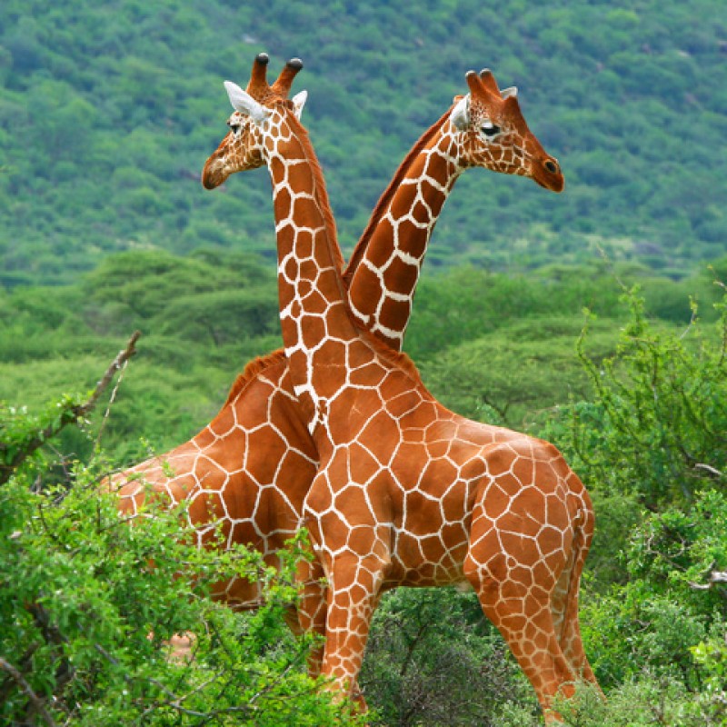 Cape Town, Oudtshoorn, Knysna, Tsitsikamma, Johannesburg, Kruger & Mpumalanga