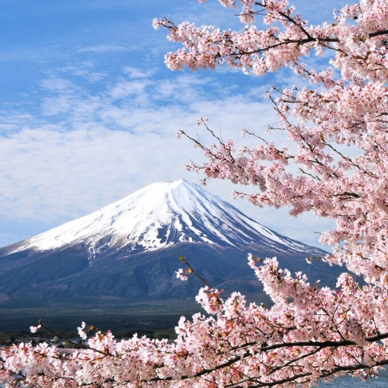 Cerejeiras Japão 2026 - com Guia Brasileiro Acompanhante
