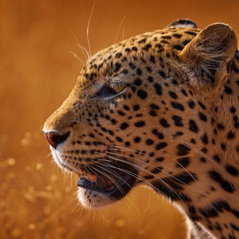 Maun, Reserva de Moremi, Khwai Conservancy, Savuti, Kasane & Victoria Falls