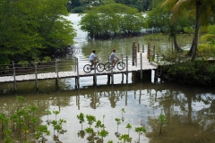 Bikes on mangroves