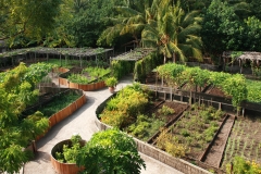 The Garden