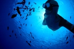 Snorkelling guiado com o nosso biólogo marinho