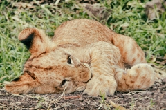 Young lion in Casela park, Mauritius